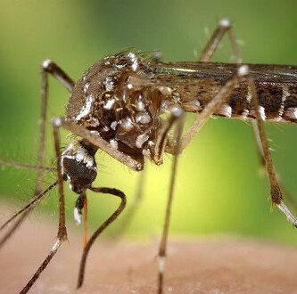 mosquito dengue