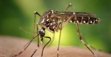 mosquito dengue