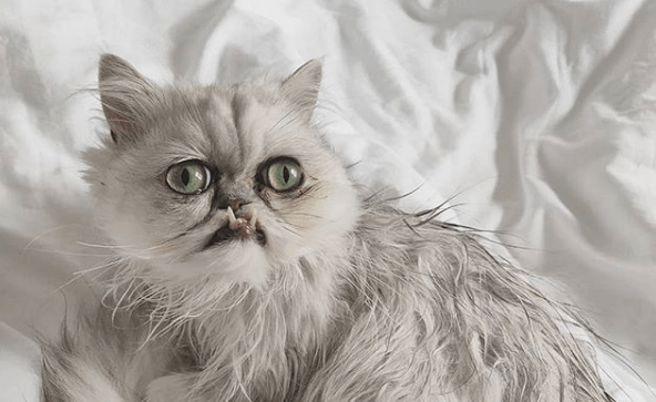 Día del gato: las estrellas del Internet