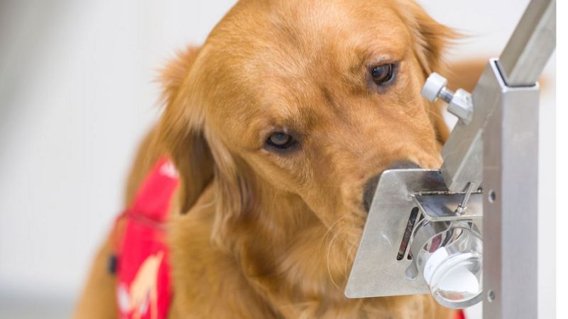 perros detectan Covid-19