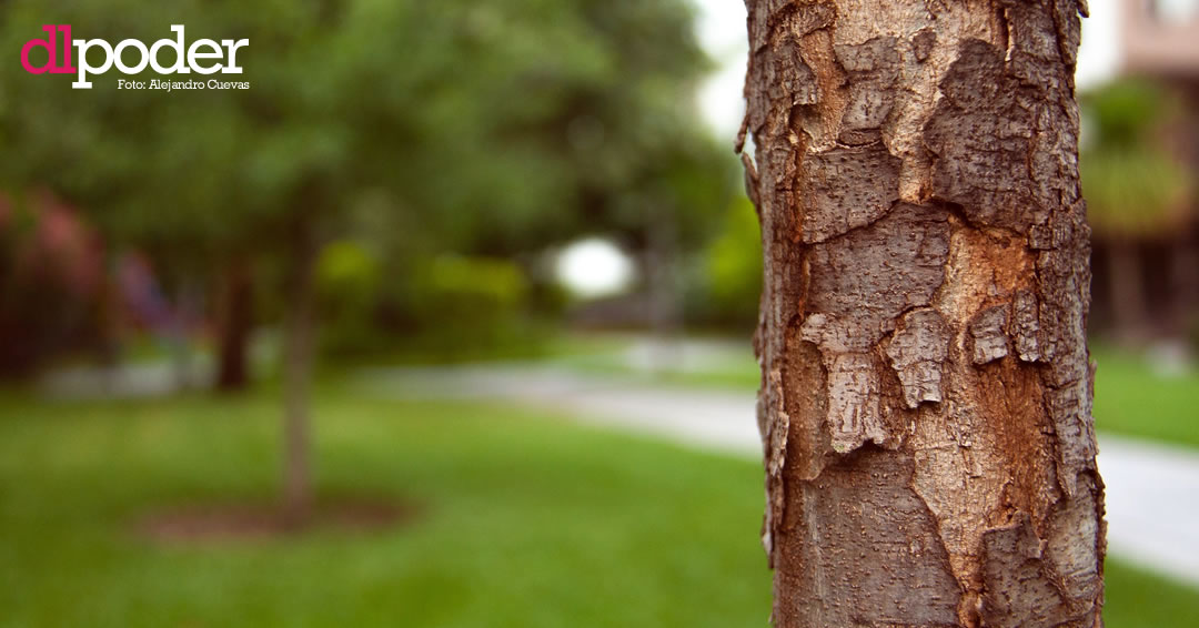 ciudad árbol del mundo