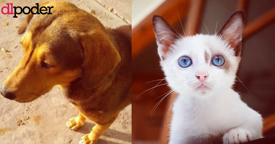 Crueldad animal México