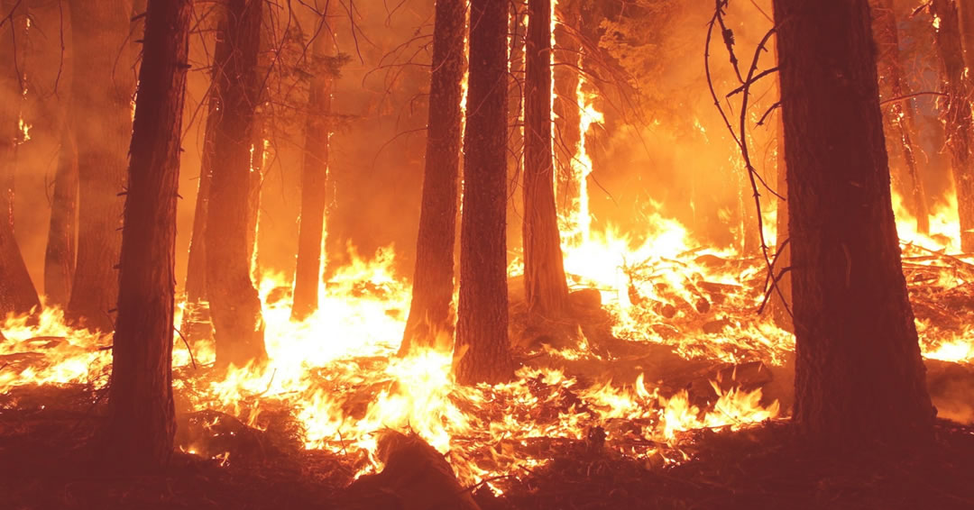 incendio Bosque La Primavera