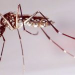 mosquitos genéticamente modificados