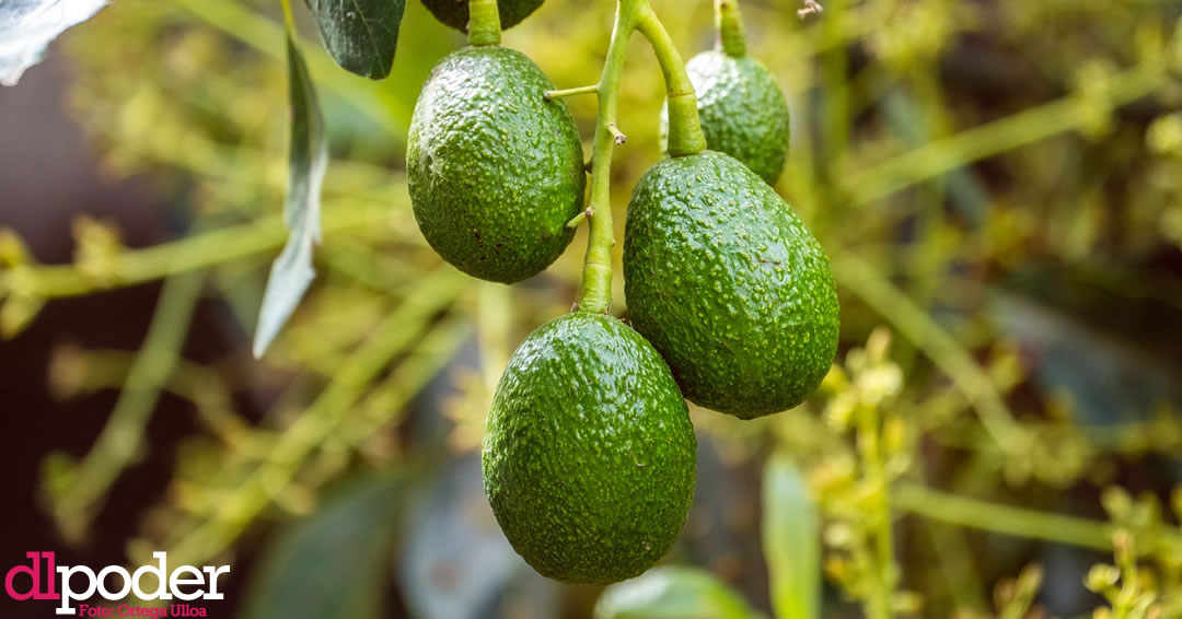 aguacate michoacán