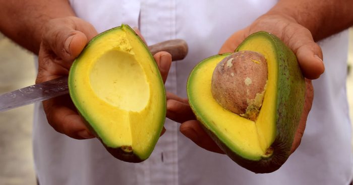 michoacán aguacate