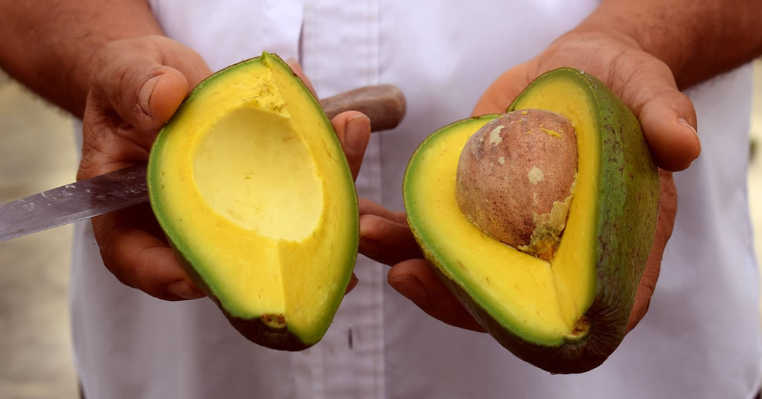 michoacán aguacate