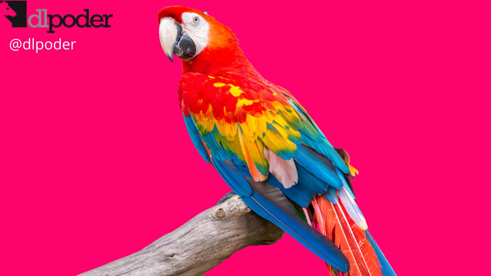 guacamaya hacks